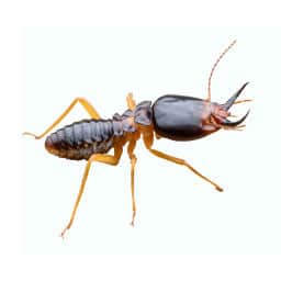 Central Coast Pest Control O'Connor Pest Control